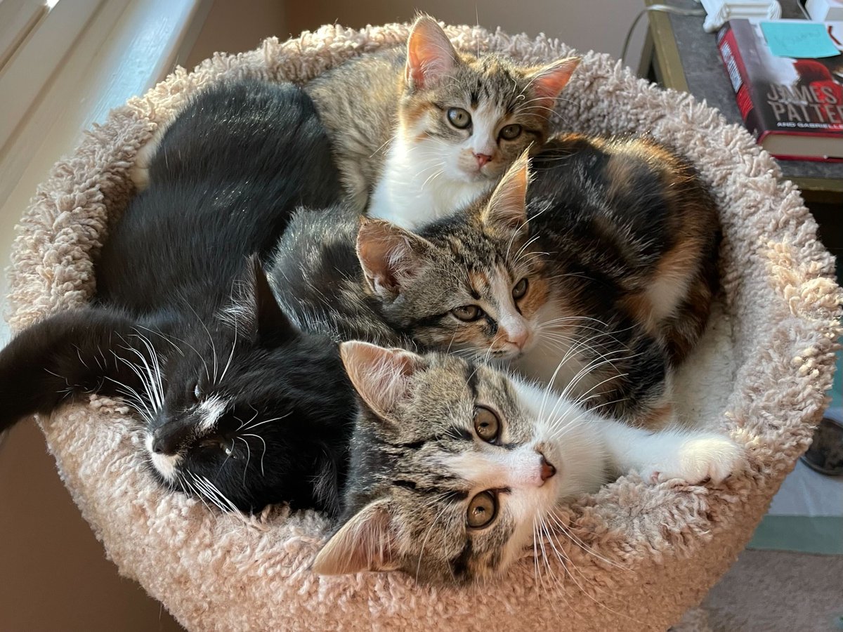 We hope you're staying as warm as the T-girls are in their kitten puddle on this chilly night! 🥶