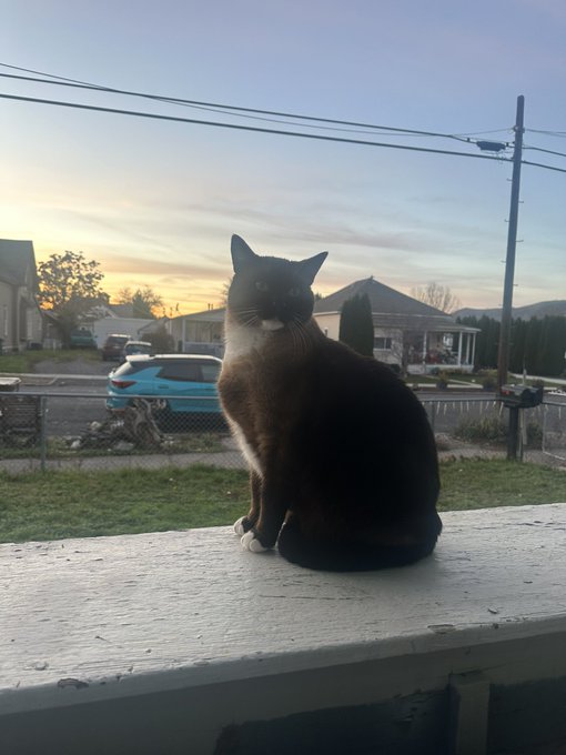 Geralt of Kittia is such a regal boi https://t.co/UWzs7gYUK7