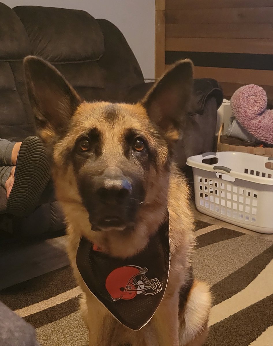 Jcardwell21's tweet photo. @DynastyCLE This guy was diagnosed with kidney  failure today. It's been a sad day in our house. I am letting him do and eat what he wants. Spend what days or weeks we may have left. #loveGSD #shepherddogs https://t.co/KWDHvWZ4LR