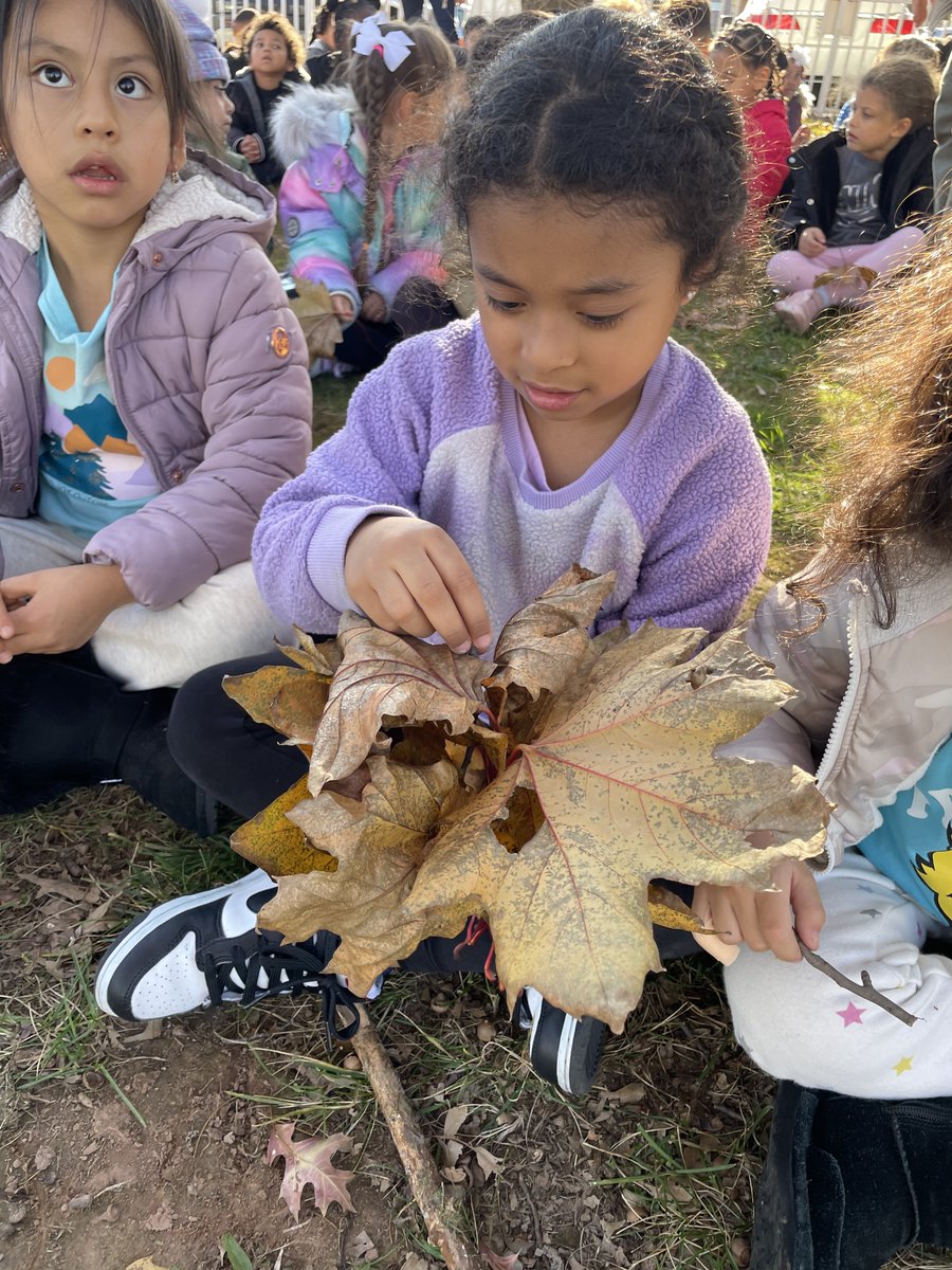 The beauty of Fall. School No.2 students getting hands-on with Fall and nature. #leafhunting #enjoyingtheseason #schoolno2sciencefun @LindenPS