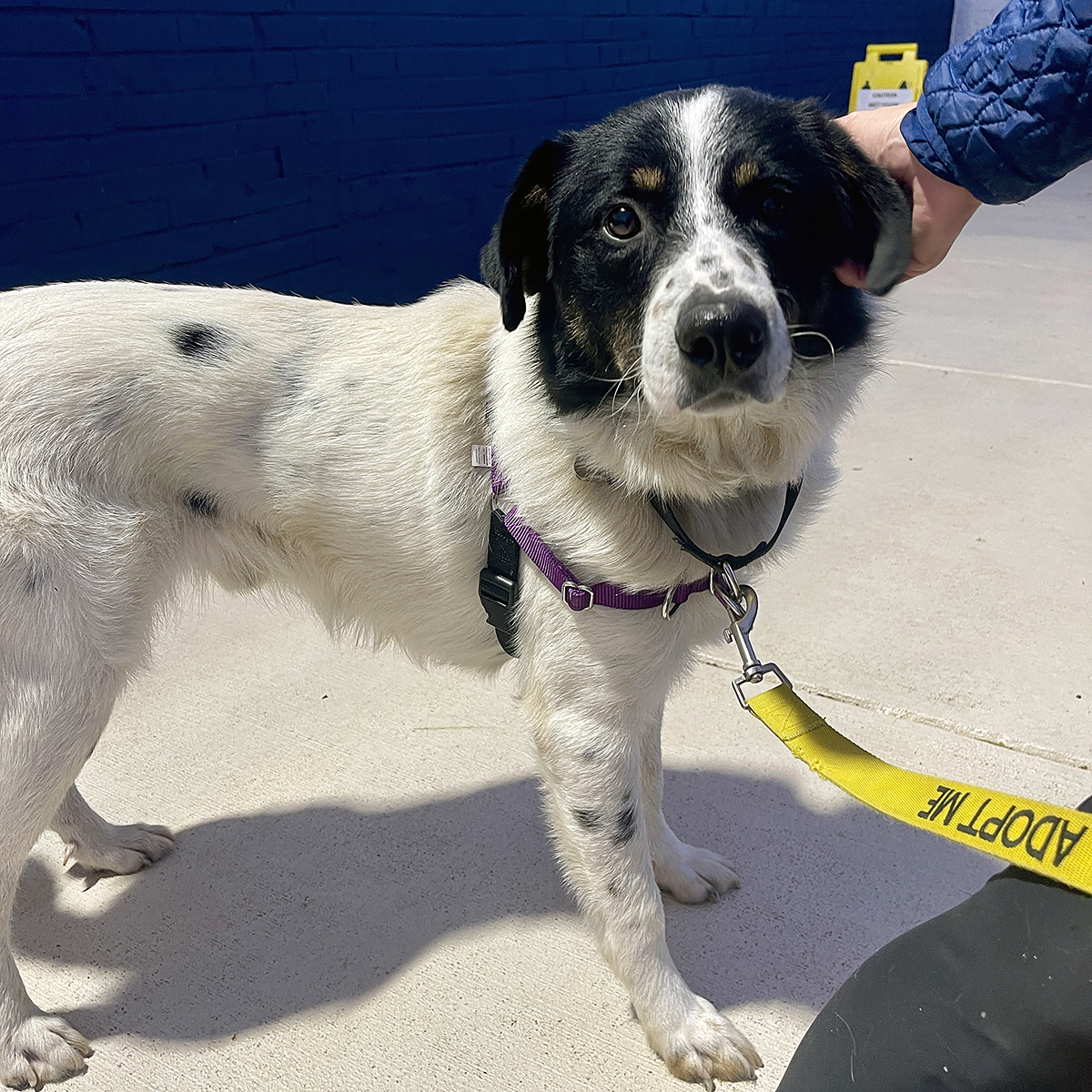 lostdogrescue's tweet photo. Shy and oh-so-sweet, Bo is coming out of his shell through foster love! 🥰 More than long walks &amp; quiet moments with his person, just PLEASE keep petting that spot behind those soft ears to stave off any looks of longing.

Help Bo find his happy 🏡 https://t.co/S9YlVwS9Oc https://t.co/qEJr5jKpgF