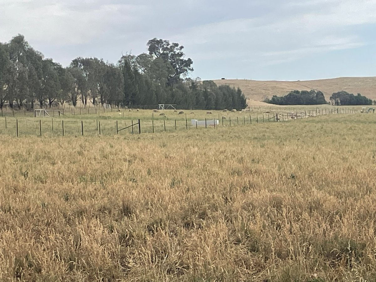 riverinaMFO's tweet photo. Cracking day at #Coolac this morning talking #confinement feeding, #soil health and #shelterbelts for #drought preparation, management and resilience. Great roll up and a great site to focus on. #landscapechampion @llsnsw @LLSRiverina @SoilsforLife https://t.co/nYOkWykTCI