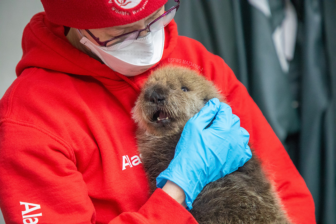 Meet the adorable northern sea otter pup rescued by the Alaska SeaLife Center! 🦦🌊 This little guy was found crying for help in Seldovia, Alaska. Learn more about the rescue efforts and other amazing wildlife news in Connect: bit.ly/47HHG4Z #SavingSpecies