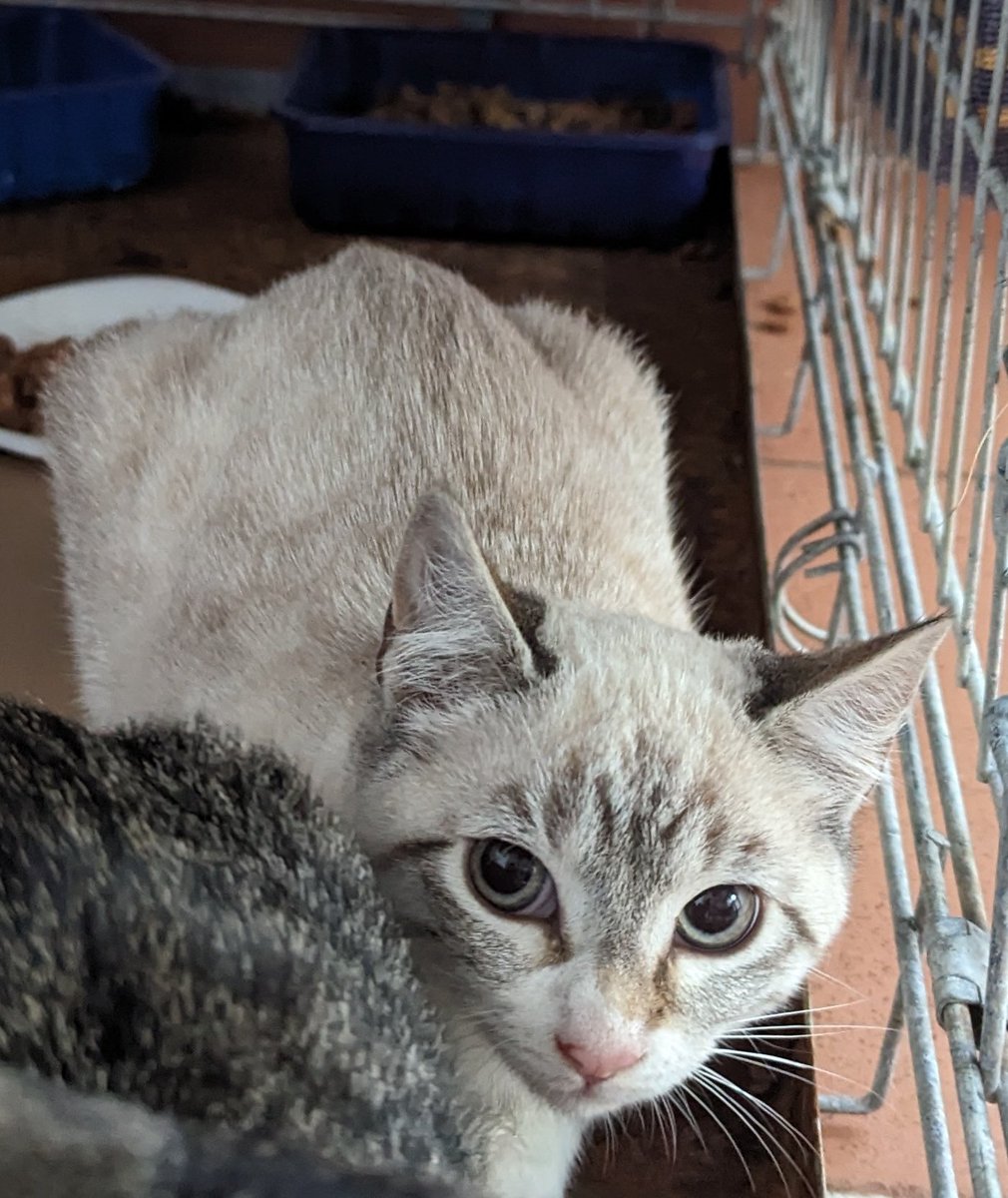 Actualizamos los #gatitos de Jesús:

Smart (pardito) adoptado esta mañana por una familia estupenda ❤️ 

Queda Capri, esta pequeña gatita gris perla que quita el hipo. 3 meses, testada negativa. Te animas?

635127855 #Valencia #AdoptaNoCompres #GATITO