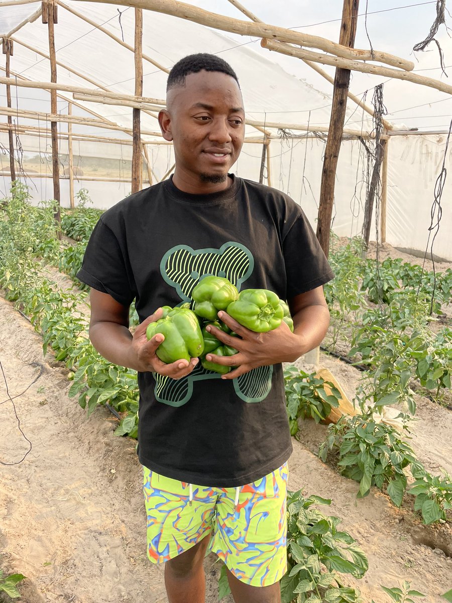 Wilbert_Muza's tweet photo. Timely for the market, 1st attempt results. Inside a 400sq greenhouse. Better is not good enough the best is yet to come. https://t.co/46lsnvYTtH