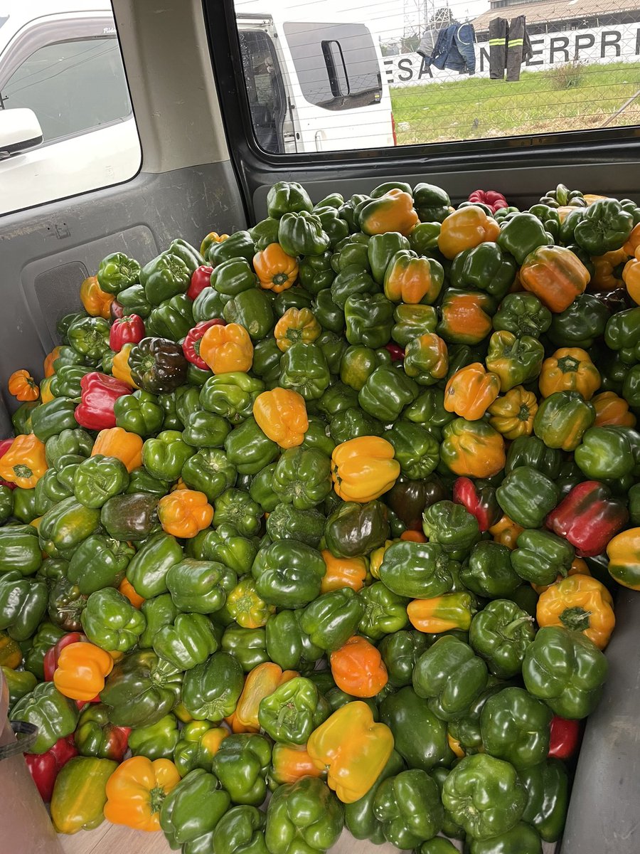 Wilbert_Muza's tweet photo. Timely for the market, 1st attempt results. Inside a 400sq greenhouse. Better is not good enough the best is yet to come. https://t.co/46lsnvYTtH