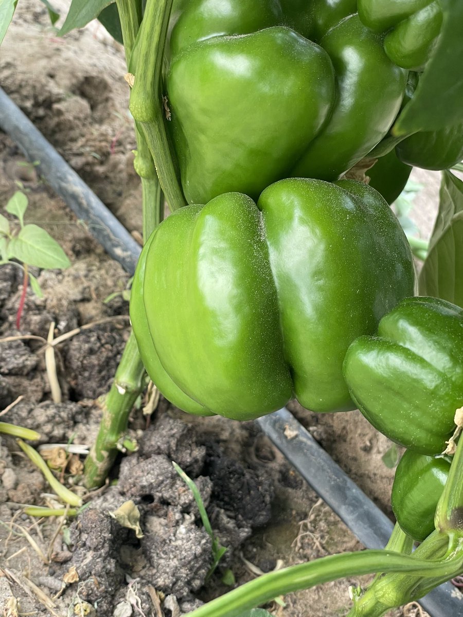 Wilbert_Muza's tweet photo. Timely for the market, 1st attempt results. Inside a 400sq greenhouse. Better is not good enough the best is yet to come. https://t.co/46lsnvYTtH