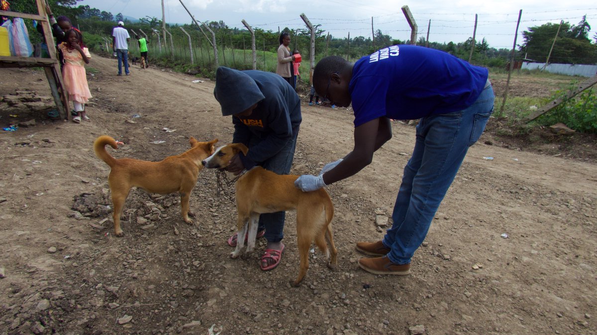 MpalaWildDogs's tweet photo. Rain or Shine, our commitment stands strong!!๐พ๐ช๐ฝ
#LRVC2023 still ongoing despite the heavy downpour being experienced in the county. Our dedicated team, resilient pets, and supportive community are making waves in creating a safer, rabies-free haven for all.
#RabiesPrevention https://t.co/TKRt4td2Uy