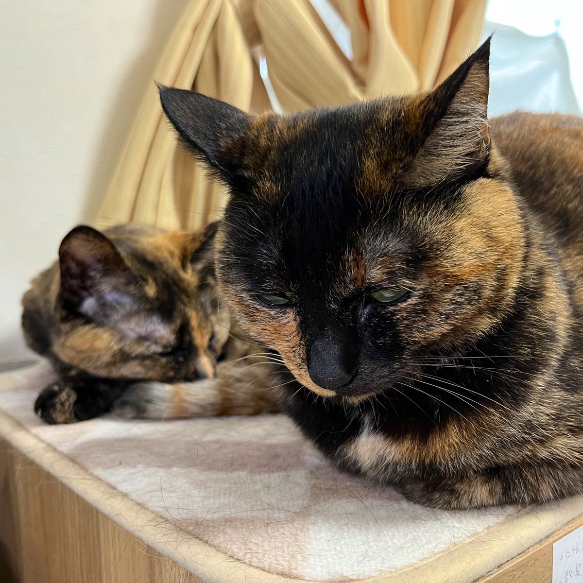 shimayu_sti's tweet photo. 珍しく一緒に寝てる
#catstagram #catsofinstagram #cats #tortishellcats #tortishell #猫部 #猫 #サビ猫 #にゃんすたぐらむ https://t.co/4o6d2weFS7