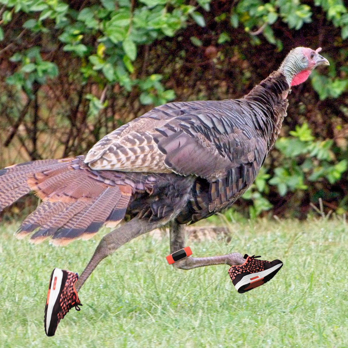 Medway Athletics tweet media