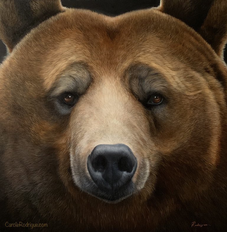 Here’s a bad shot of my rather large bear painting.  It’s 30” x 30” oil on canvas.  It’s really more impressive in person due to its size.  I’ll post something later showing the scale. #oilpainting #wildlifeart #canadianartists