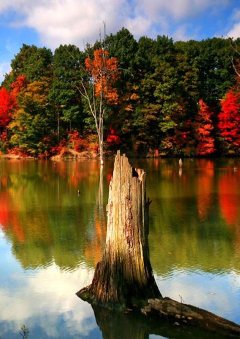 This stump is a proof there once was a tree on the lake 😊