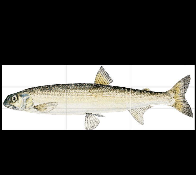 Podcast live. I talk to researchers about the extinct New Zealand grayling. I also talk to an Ozzie fly fisherman who caught a few Aus grayling as bycatch. podcasts.apple.com/nz/podcast/let…