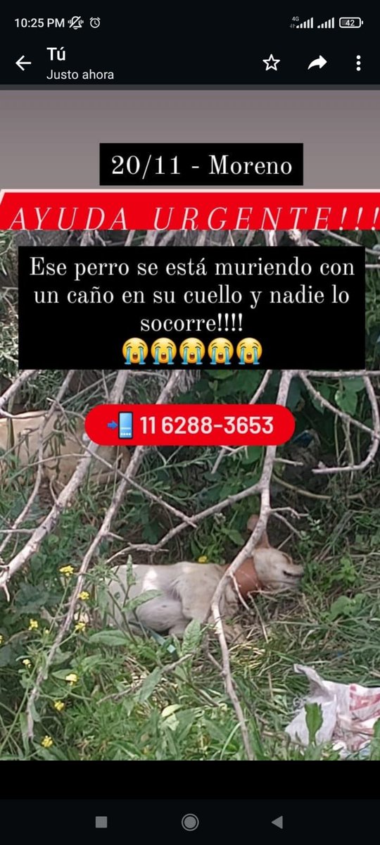Tabyta201's tweet photo. 🚨🚨🚨ZONA DE MORENO URGENTEEEEEEE!!!! https://t.co/OrXmVQkm9e
