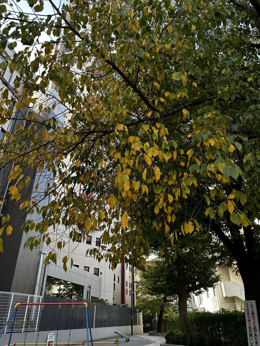 AmodoThimo's tweet photo. おはようございます☀すっかり寒くなってサロンの近所の木の葉達がどんどん黄色に🍂一気に寒くなって、秋…通り越して冬？笑　本日も元気に営業して��す！
#タイ古式マッサージ #筋膜リリース #オイルマッサージ #中目黒 https://t.co/DR4U17BgXk