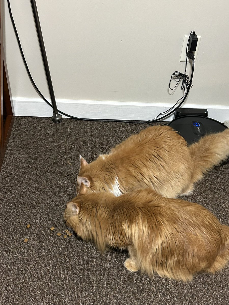 klo3__'s tweet photo. @aimseytwo chunky cat maxx and my two mainecoons charlie and frankie https://t.co/8do3d9SIKO