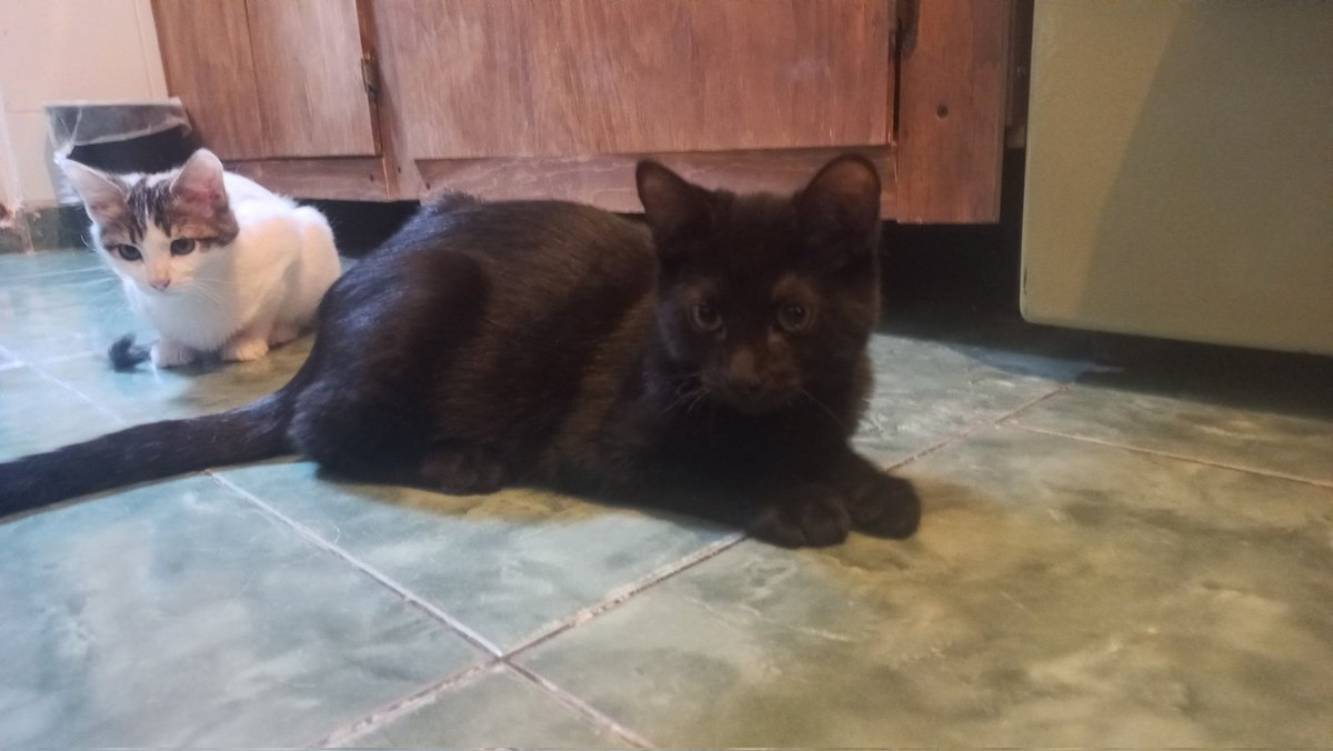 Gatitos en adopción responsable, se da preferencia a quien tiene gatos, el protocolo de salud corre por cuenta del 
adoptante. 

Desparasitados
Vacunados
Negativos a Sida y Leucemia
Esterilizados 

#CDMX info 5565576788 SOLAMENTE PERSONAS REALMENTE INTERESADAS. 🙏