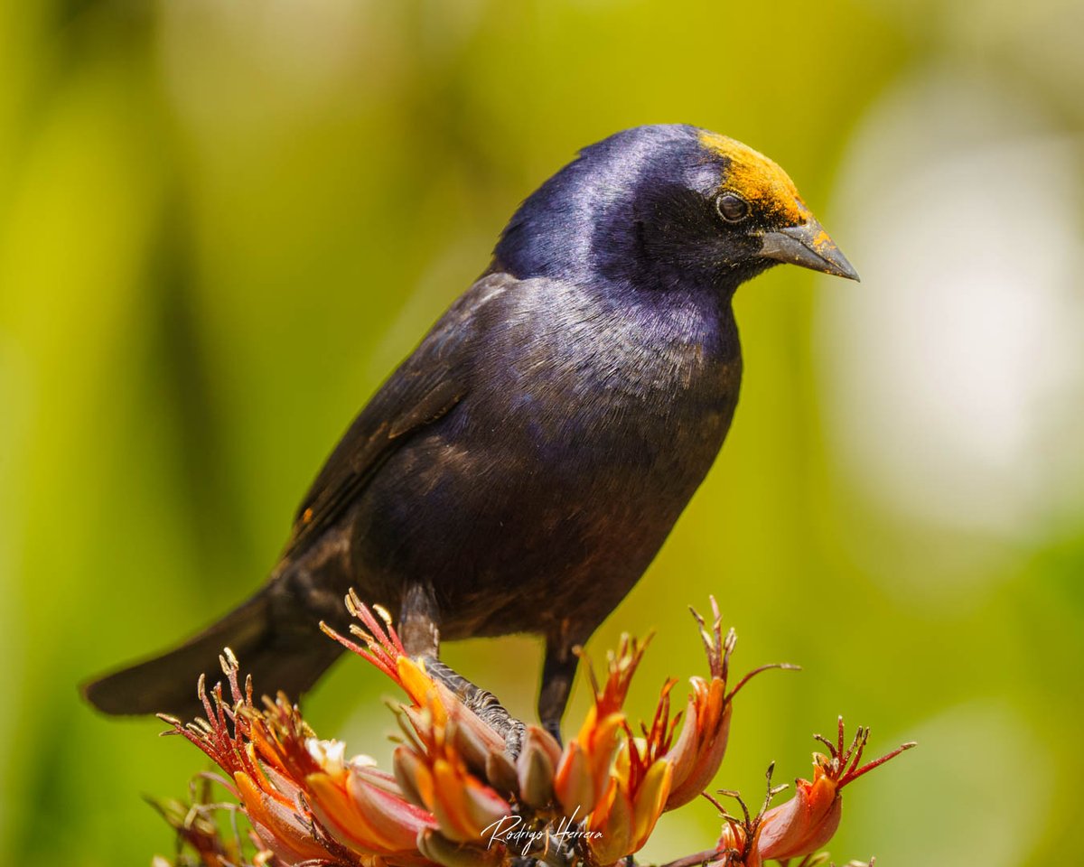 rhavphoto's tweet photo. Sabían que no solo las abejas son grandes polinizadores, estos Mirlos se encargan de llevar el polen en su frente, además de ser unas aves hermosas que podemos ver en esta temporada en #antofagasta.
#avesdechile 
#biodiversidad #birdsofchile  #naturaleza 
síganme en ig @rhav3 https://t.co/cAz5UPPYMU