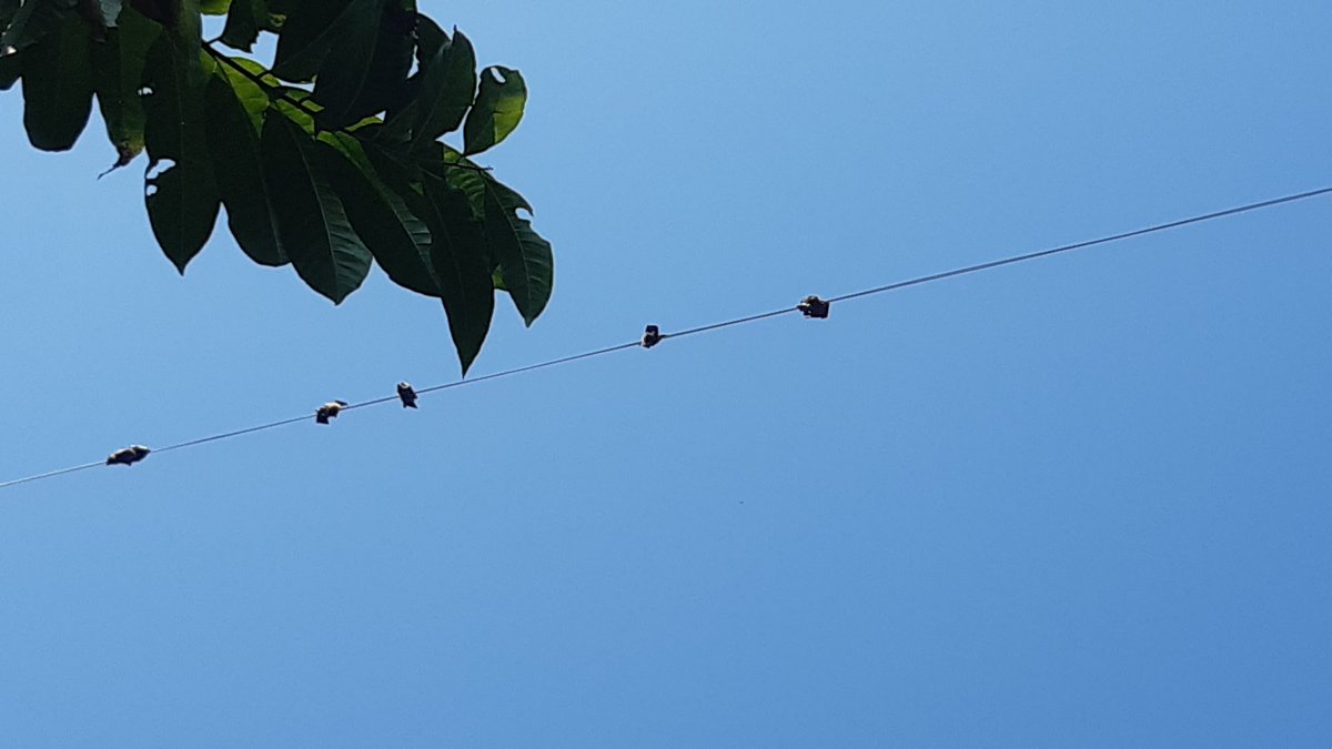 surendrathinks's tweet photo. We are making trap for bats. Open transmission line (open wire) seems to be one of the major threats to wildlife, especially bats, which need a place to hang their body upside down.
Location: Thakre RM, Dhading, Nepal
#birdsofnepal #bats #threatstowildlife #savebats https://t.co/Ki8DE1pf6n