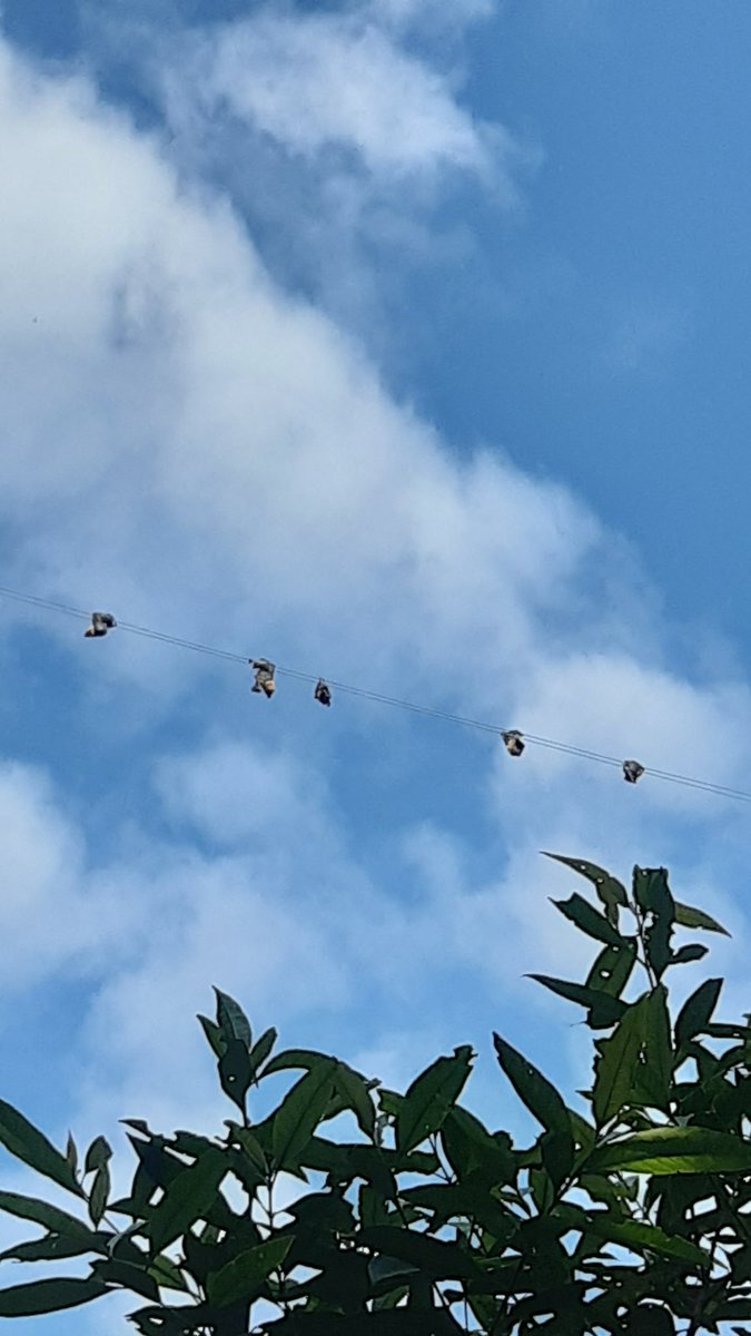 surendrathinks's tweet photo. We are making trap for bats. Open transmission line (open wire) seems to be one of the major threats to wildlife, especially bats, which need a place to hang their body upside down.
Location: Thakre RM, Dhading, Nepal
#birdsofnepal #bats #threatstowildlife #savebats https://t.co/Ki8DE1pf6n