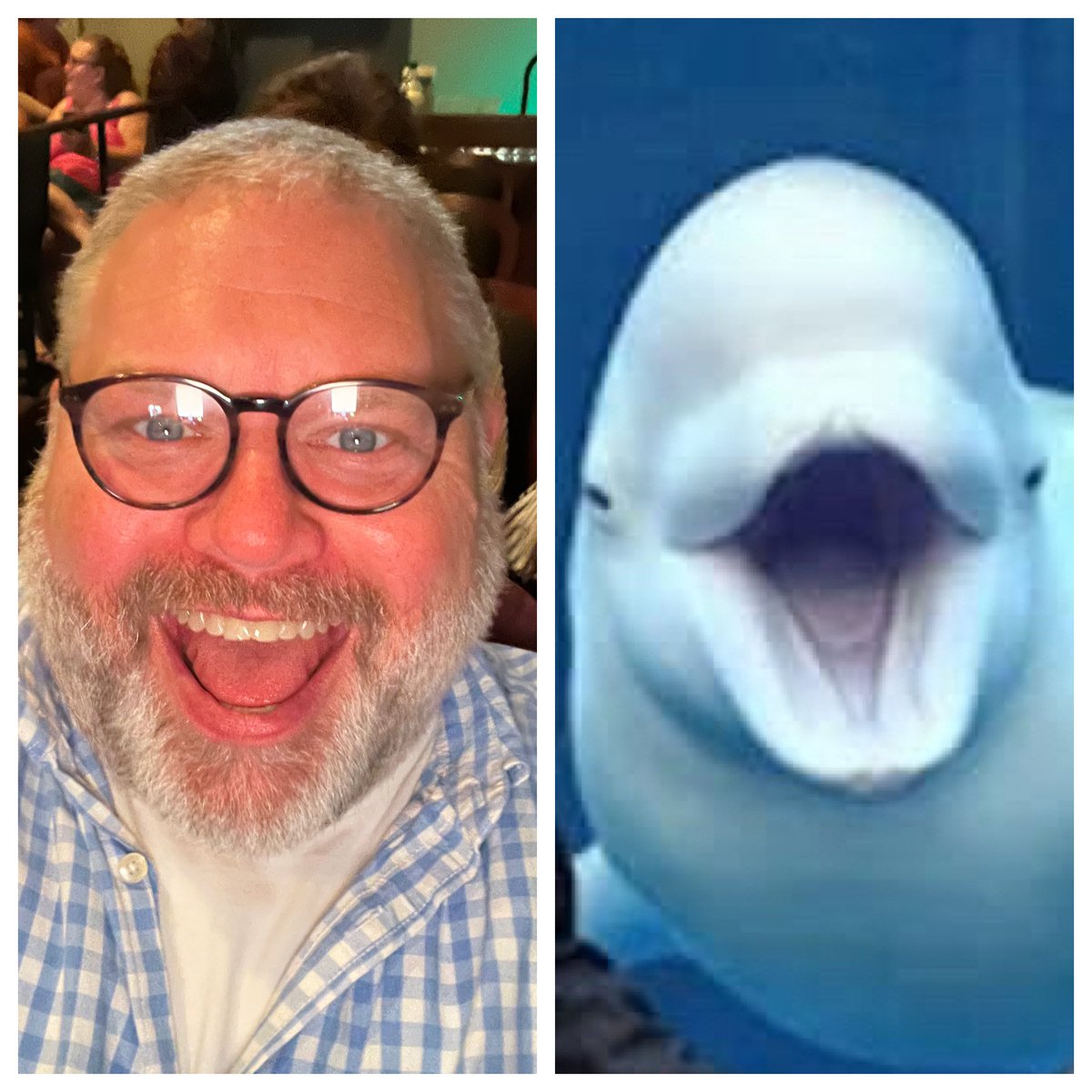 I shared this wholesome meme about a beluga whale photobombing weddings,  then realized that my default selfie face is “The Beluga Whale.”