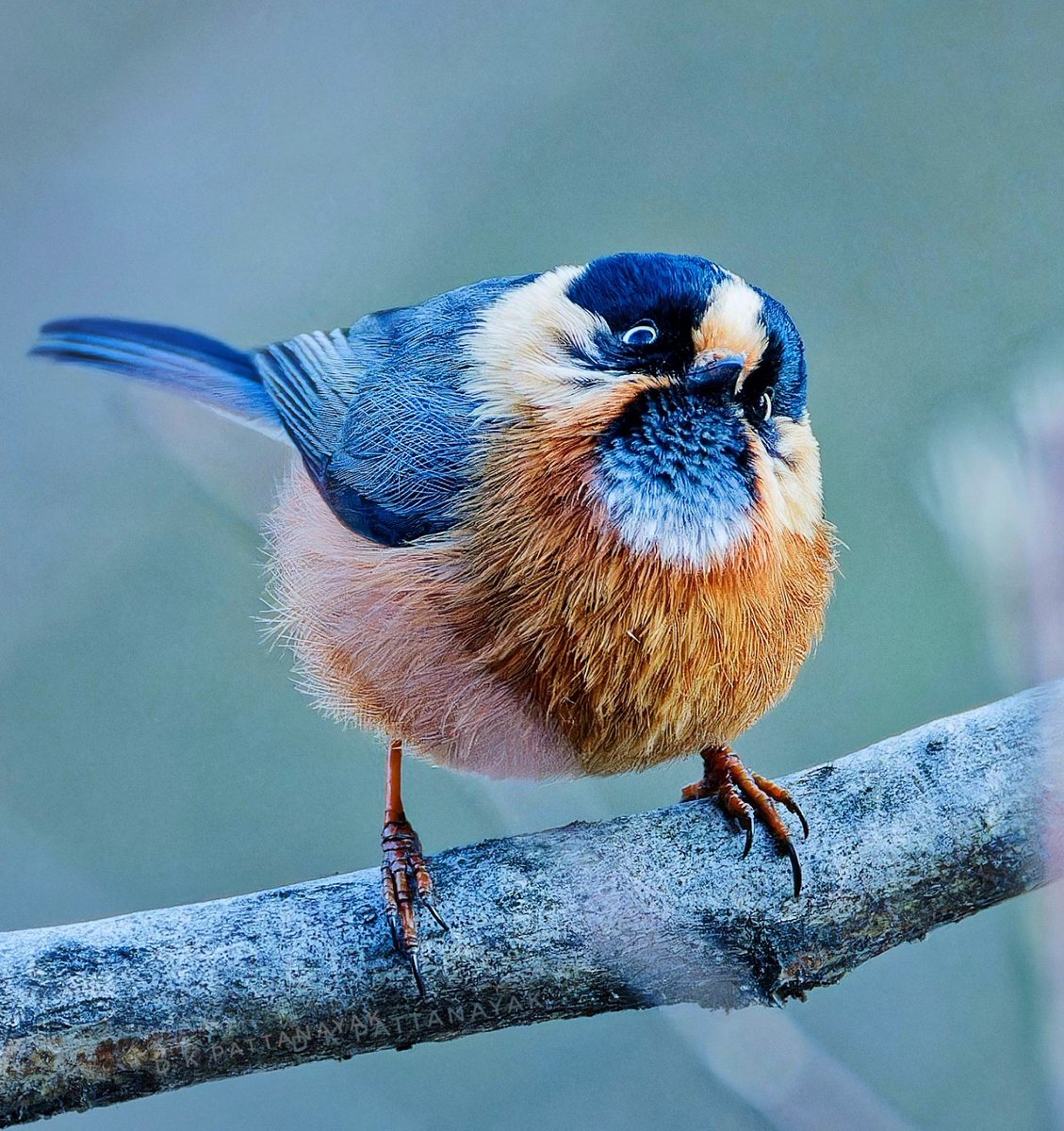 dkpattanayak's tweet photo. What do you think of this Rufous-fronted/Black-browed Bushtit (Aegithalos iouschistos)?
#IndiAves #ThePhotoHour #BBCWildlifePOTD #natgeoindia #sikkim #birdsofsikkim https://t.co/KF9FzAOaGL