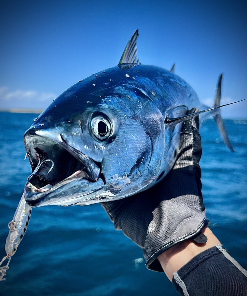 palms_global's tweet photo. Mac Tuna with Miniature GIG in QLD, Australia ๐ฆ๐บ
Lure: Miniature GIG Shirasu color(MG-44)ย
#palmsfishing #mactuna #macktuna #pelagic #fishingqld #fishingaustralia #australiafishing #fishingaus #aussiefishing #ejtodd @ej_todd @palms_japan https://t.co/5G7GoJ3Wad