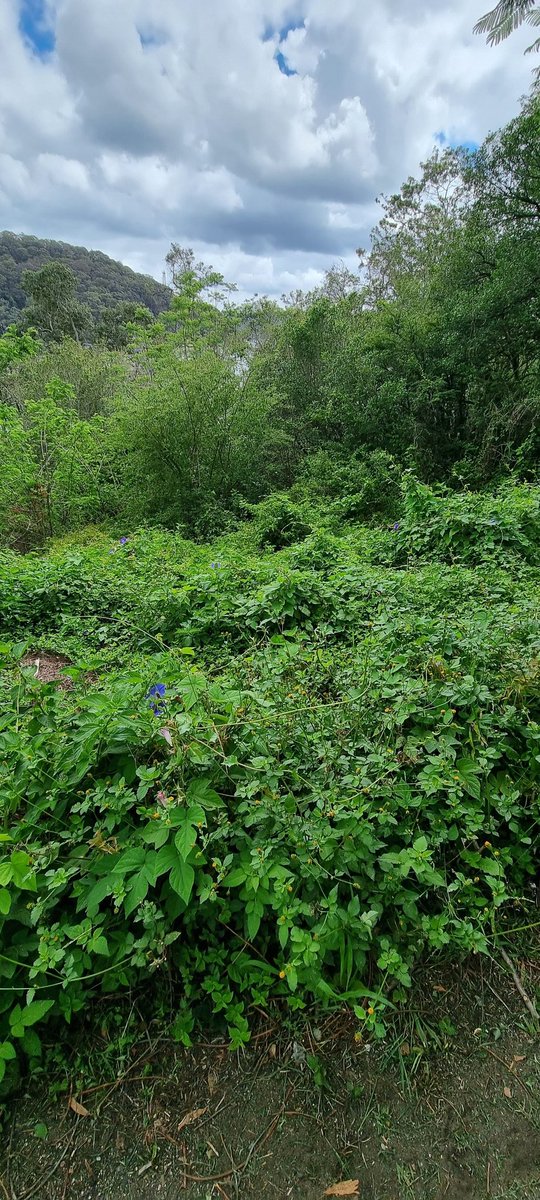 This is the undergrowth inches away from the 80 Upper McKell "steps" we are expected to negotiate at night. WE NEED RESIDENT PARKING PERMITS!