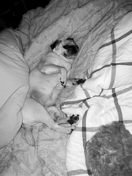 Cuddles with my pug baby 💕🐾 https://t.co/HacBjTxSGh<a href="/tag/oysters"class="tags"><span>#oysters</span></a><a href="/tag/aphrodisiac"class="tags"><span>#aphrodisiac</span></a>