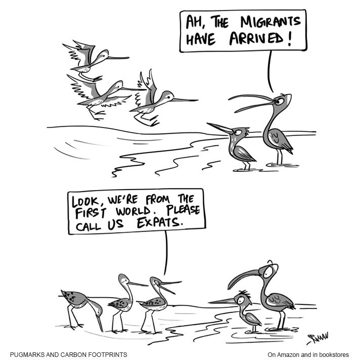 It's winter, and the migrants... oops, I mean expats have arrived!

Happy birding! Cartoon from my book 'Pugmarks and Carbon Footprints' (amazon.in/Pugmarks-Carbo…

#birds #birdwatching #waders #migrants #expats #migration #globalsouth #globalnorth #greenhumour #cartoons