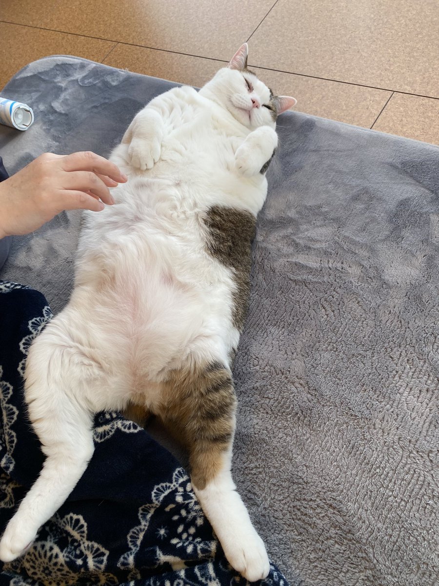 最近のもずお
ほっぺべりきゅ🫰