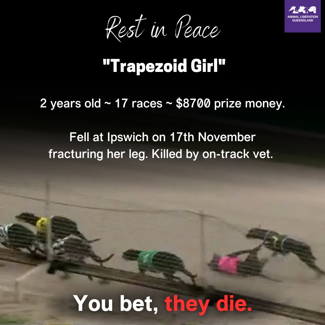 'Trapezoid Girl' was killed at Ipswich on Friday after falling and sustaining a leg injury. She is the 5th greyhound to lose her life at Ipswich this year. Another 19 greyhounds are listed as “deceased” after suffering serious leg injuries in Ipswich races. You bet, they die.