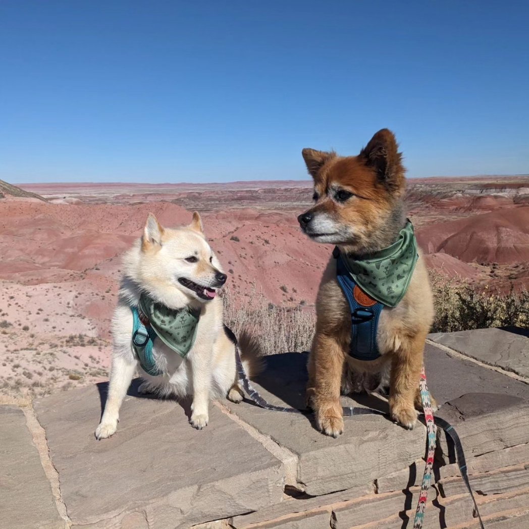 them2dogs's tweet photo. Definitely a highlight for these #barkranger doggos was Petrified Forest National Park 🪨🌲 Super interesting place and incredibly dog friendly!! 🐾 #dogsoftwitter #dogsofx #dogswhohike #dogswhotravel https://t.co/QAnTwKG7wi