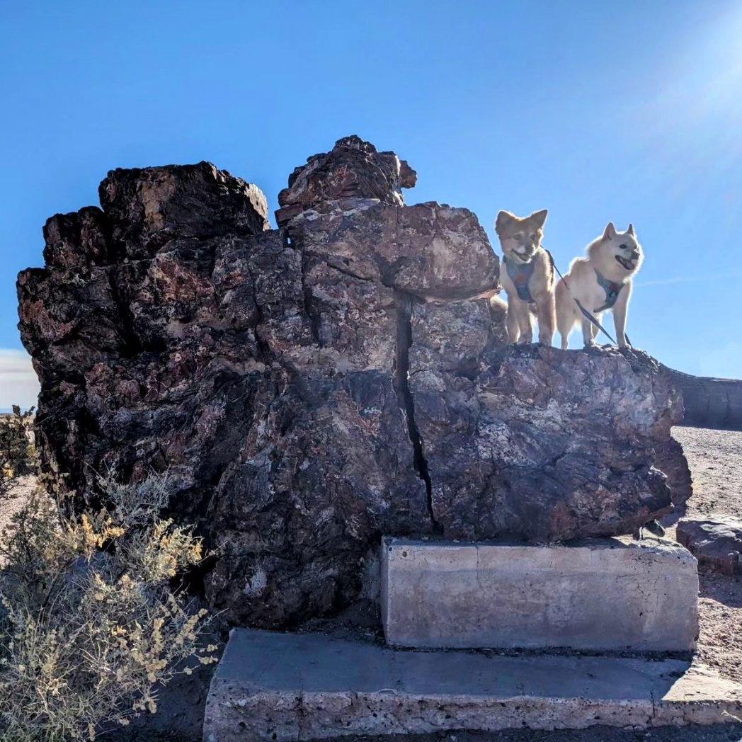 them2dogs's tweet photo. Definitely a highlight for these #barkranger doggos was Petrified Forest National Park 🪨🌲 Super interesting place and incredibly dog friendly!! 🐾 #dogsoftwitter #dogsofx #dogswhohike #dogswhotravel https://t.co/QAnTwKG7wi
