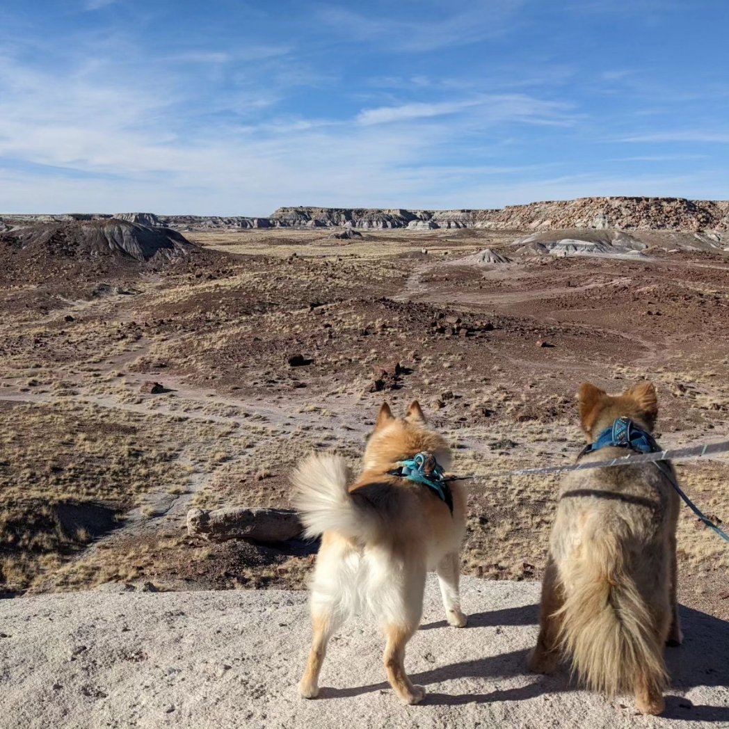 them2dogs's tweet photo. #nationalpark #travelwithdogs https://t.co/v2bp71Bbu0