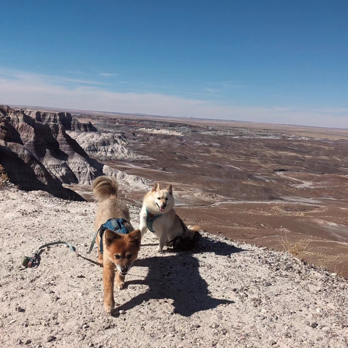 them2dogs's tweet photo. #nationalpark #travelwithdogs https://t.co/v2bp71Bbu0