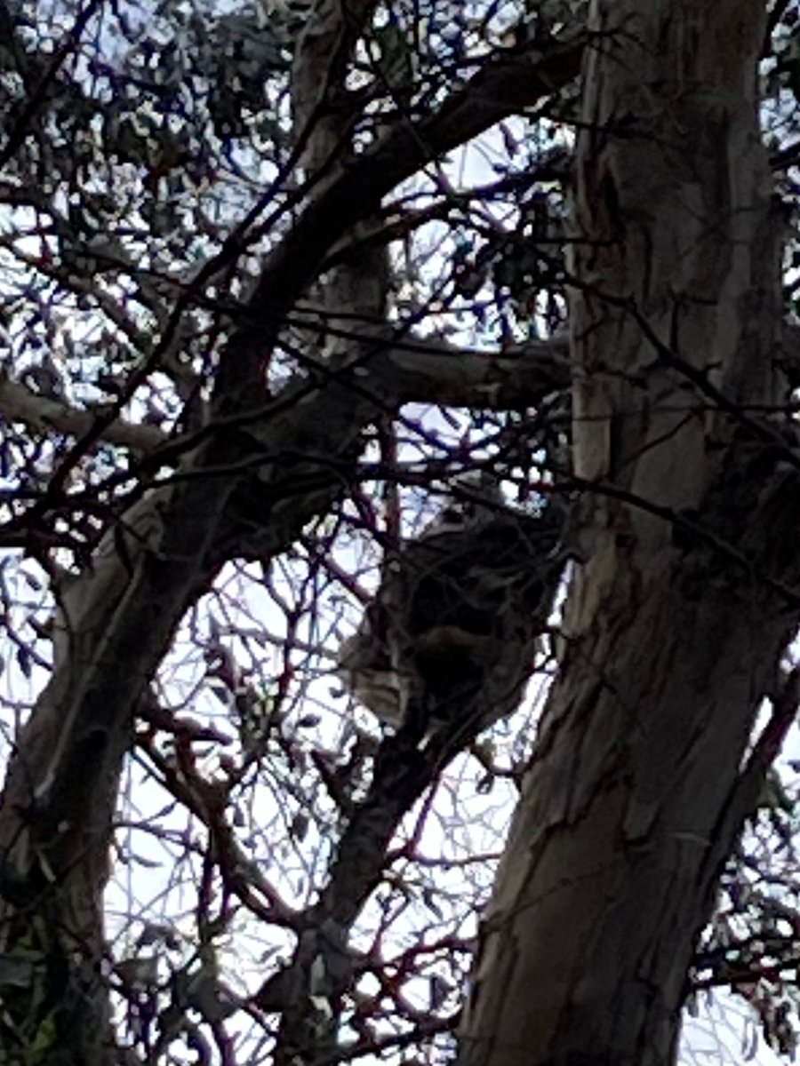 A pair of sleepy koalas. So cool to see in the wild...

#Australia #Australian #Victoria #bigskycountry #TowerHill