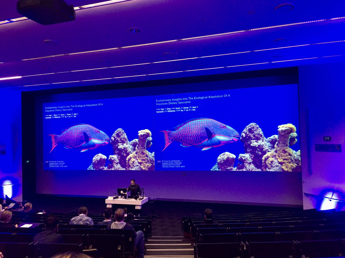 A whirlwind tour of parrotfish genomes by @FishGuyKai @ipfc2023 raises more question than answers, but certainly refines where we need to look to understand what makes the Bicolour Parrotfish tick along the reef.