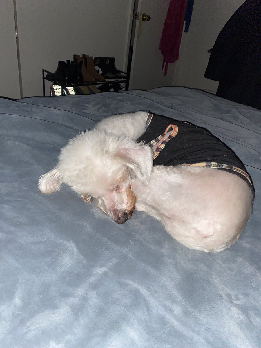 bbbastiannn's tweet photo. My dog that I grew up with since I was 8 years old had to be put down this morning. I wish I could’ve gave him a proper goodbye. It was so abrupt. I’m going to miss him so fucking much. https://t.co/ZUjff1NSdm