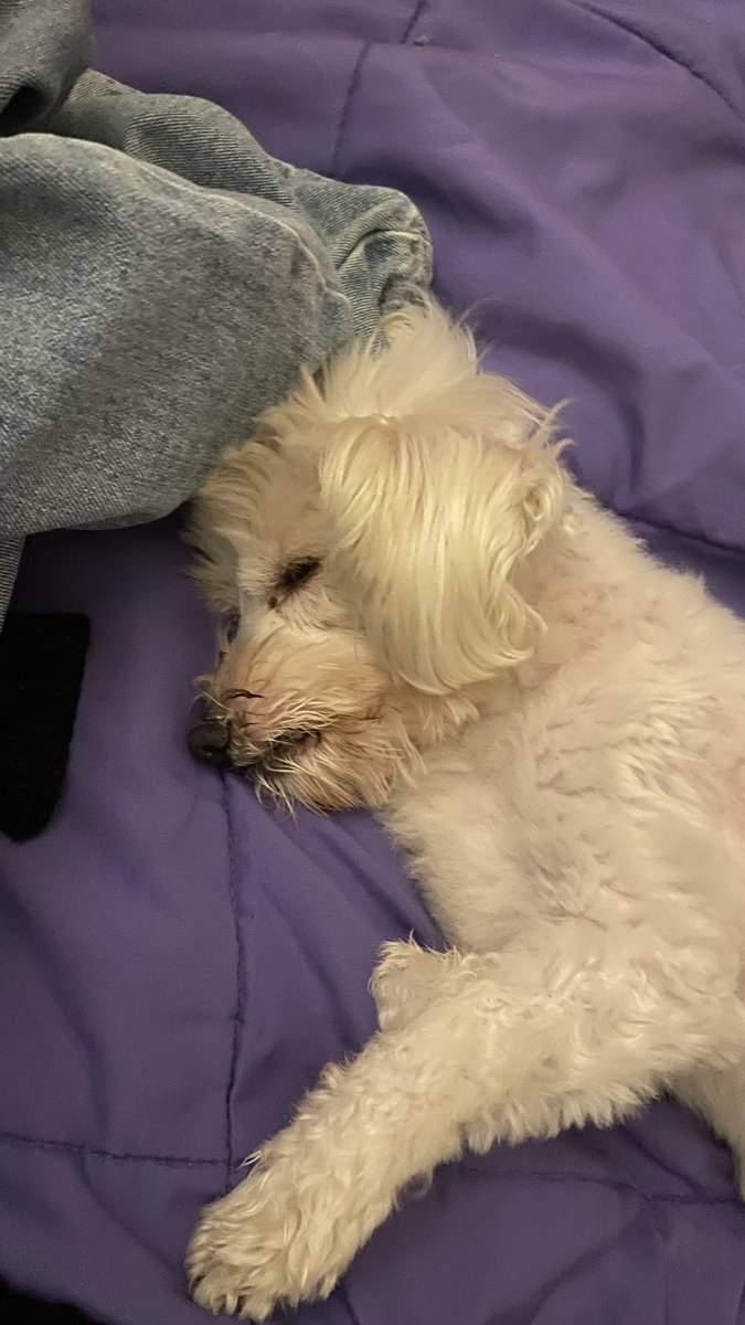 bbbastiannn's tweet photo. My dog that I grew up with since I was 8 years old had to be put down this morning. I wish I could’ve gave him a proper goodbye. It was so abrupt. I’m going to miss him so fucking much. https://t.co/ZUjff1NSdm