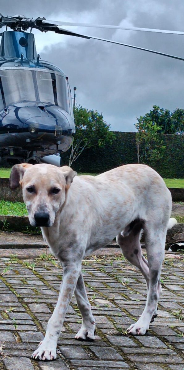 TEXTREMESD's tweet photo. #dog #dogslife #Ecuador #usa #vida #helicopter #pilot https://t.co/GT71CeeLKf