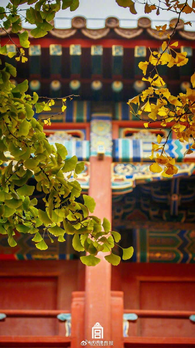 PDChina's tweet image. Fan-shaped ginkgo leaves turn gold, adding to the splendid feast of warm colors in the over 600-year-old Forbidden City in Beijing. #leafpeeping #ancientarchitecture