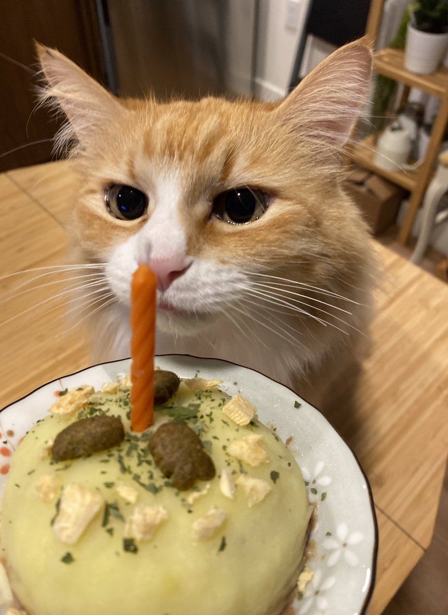 seiryukomatsu's tweet photo. Poko turned 9 recently so I made her a birthday cake 🎂 https://t.co/JNrOk5SR93