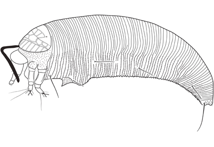 Zootaxa's tweet photo. A #newspecies of the genus Diptilomiopus Nalepa and a key to diptilomiopid species (#Prostigmata; Eriophyoidea; Diptilomiopidae) associated with Moraceae plant family
https://t.co/is9LJHwtyX
#Taxonomy https://t.co/DKWQjfUkUv