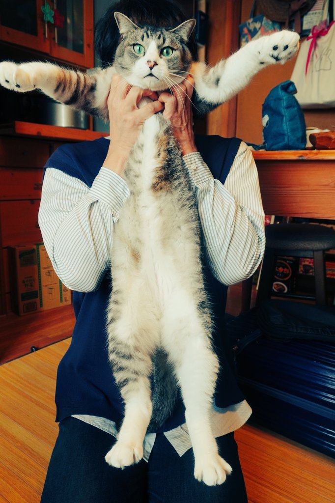 shibahara164's tweet photo. ＃朝は猫といっしょ

「こんなにのびて大丈夫なのかな」 https://t.co/mCBuZgVzV4