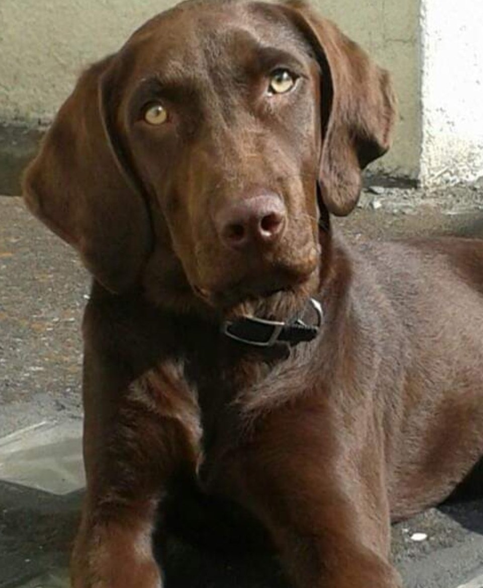 LeticiaCaval7's tweet photo. Hace algunos ayeres...
Y el amor sigue creciendo🐶☀️ https://t.co/qib3gdeRJu