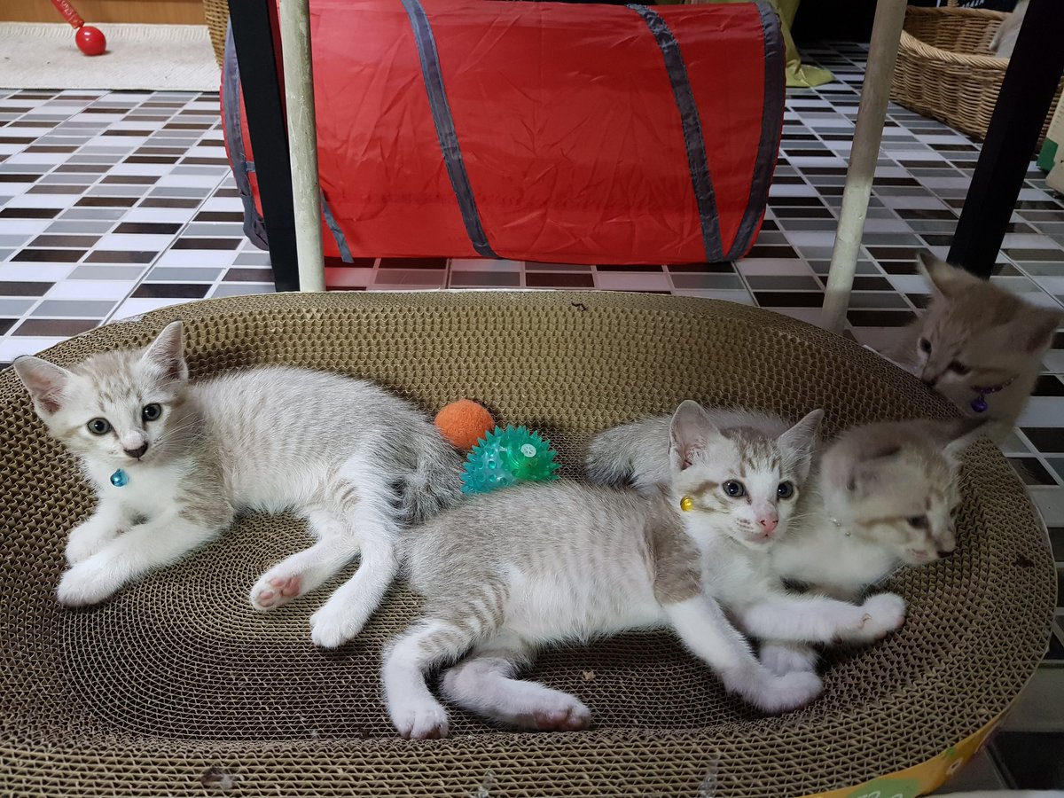 MissMonsX's tweet photo. น้องเล่นกล้องทุกตัว ถ่ายรูปเป็น 555555 https://t.co/9lEu8TCnXU