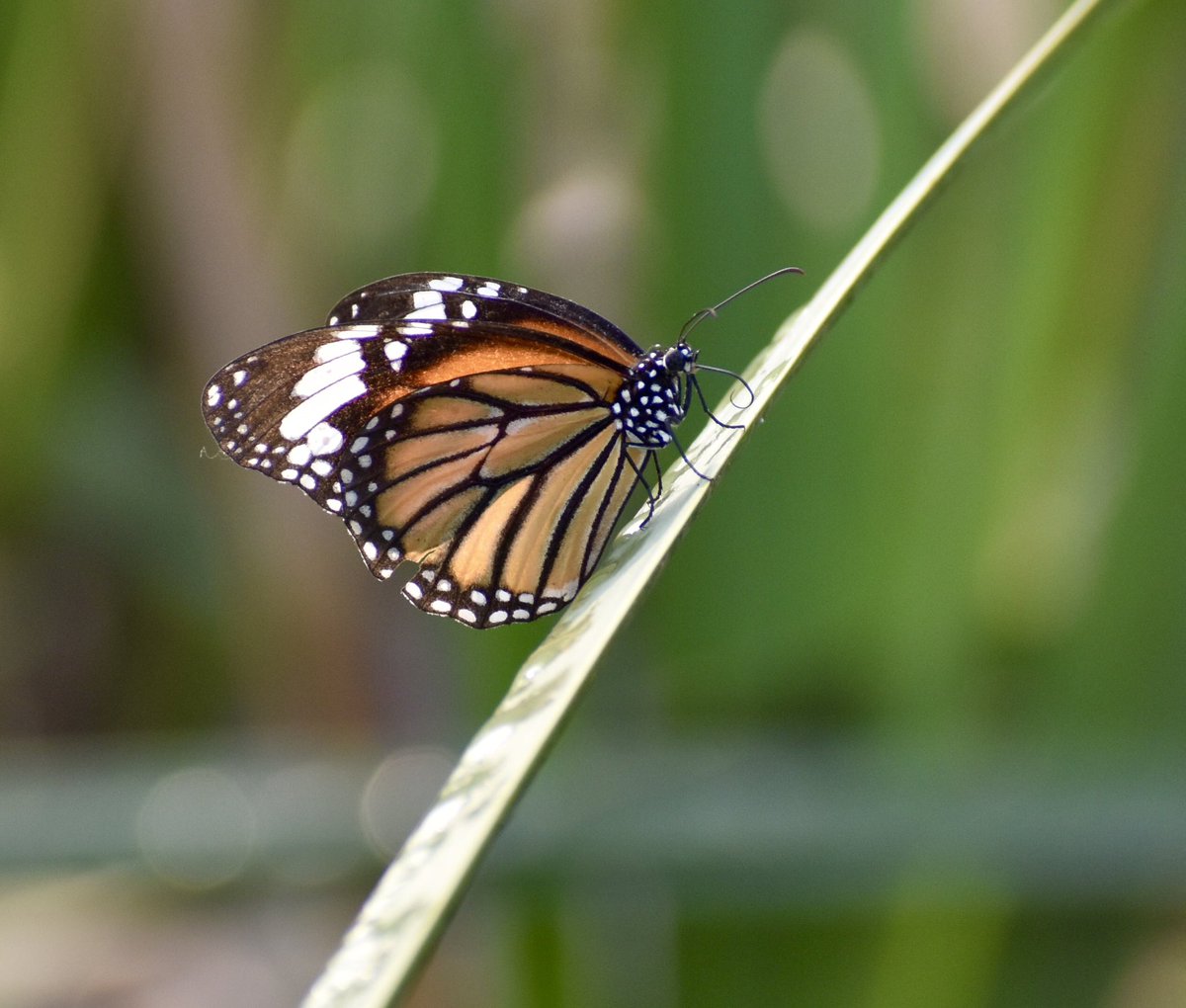 Danaus genutia, the common tiger,The butterfly is also called striped tiger in India to differentiate it from the equally common plain Tiger #Titlituesday #IndiAves #TwitterNatureCommunity #ThePhotoHour #NaturePhotograhpy @NatGeoIndia @savebutterflies