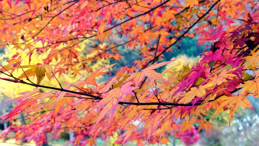 peanuts4021's tweet photo. 「秋の贈り物、紅葉の美しさに心が満たされます🍁✨ 自然の素晴らしさを感じる瞬間です。」
#紅葉 #秋の美しさ https://t.co/mu74gcsvWn