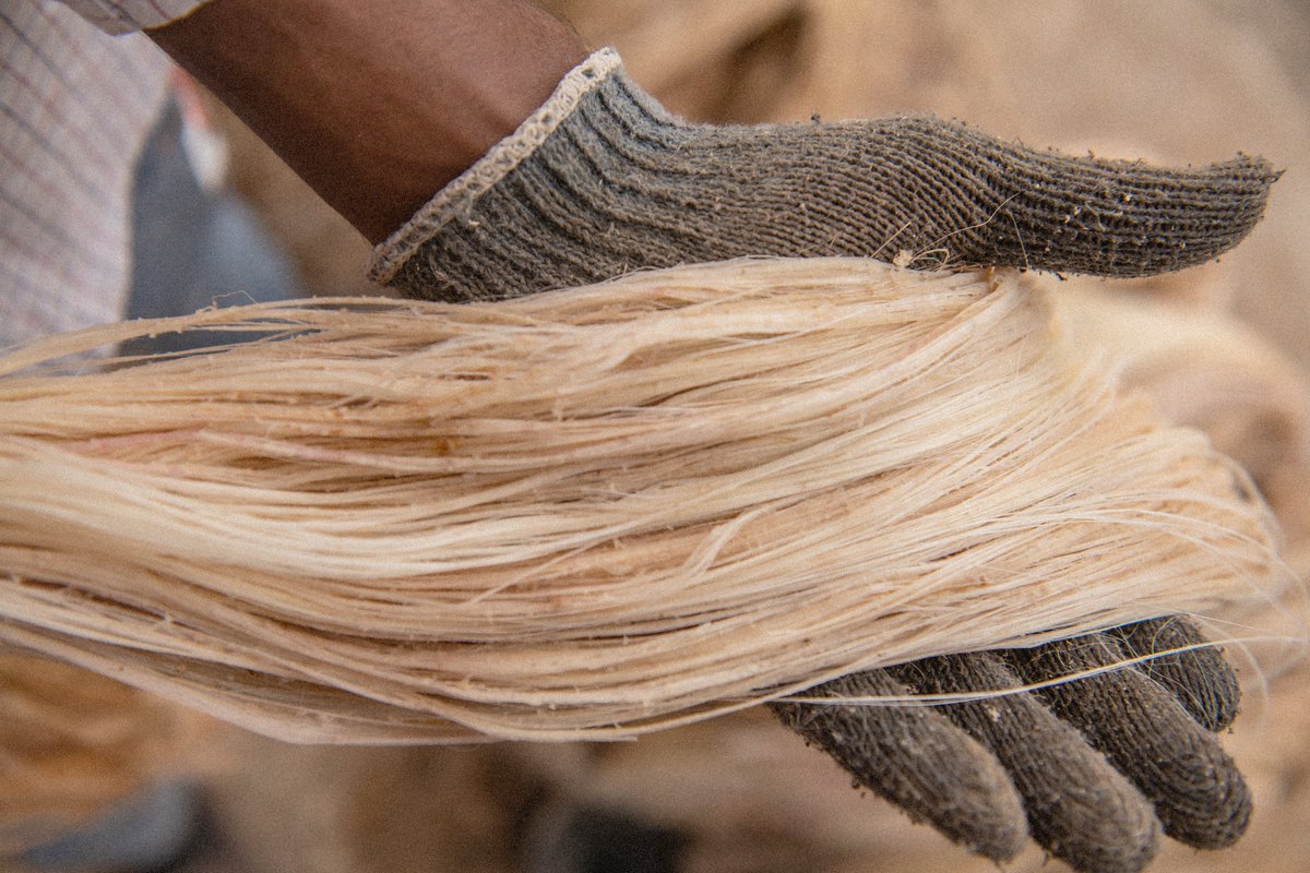 Our Loomshake™ yarn, made from banana fibre, not only optimises banana fruit crop byproducts but also champions several #SDGs including creating additional income stream for farmers.
#InterloopInnovation #SustainableTextiles 🍌 @WTiNcomment

Learn more: [wtin.com/article/2023/n…]